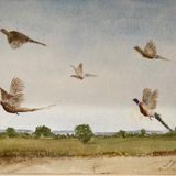 Ann Dring Pheasants in Flight