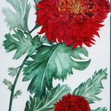 Diane-Garrett Red Chrysanthemums