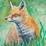  Fox - watercolour & ink (23cmx32cm)
