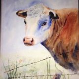  Cow - Watercolour on paper (10"x12")