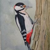 Great Spotted Woodpecker - watercolour - (7"x5")