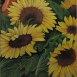 Mary Brice - Sunflowers