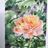  Rose - Watercolour -(7"x5")