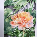  Rose - Watercolour -(7"x5")